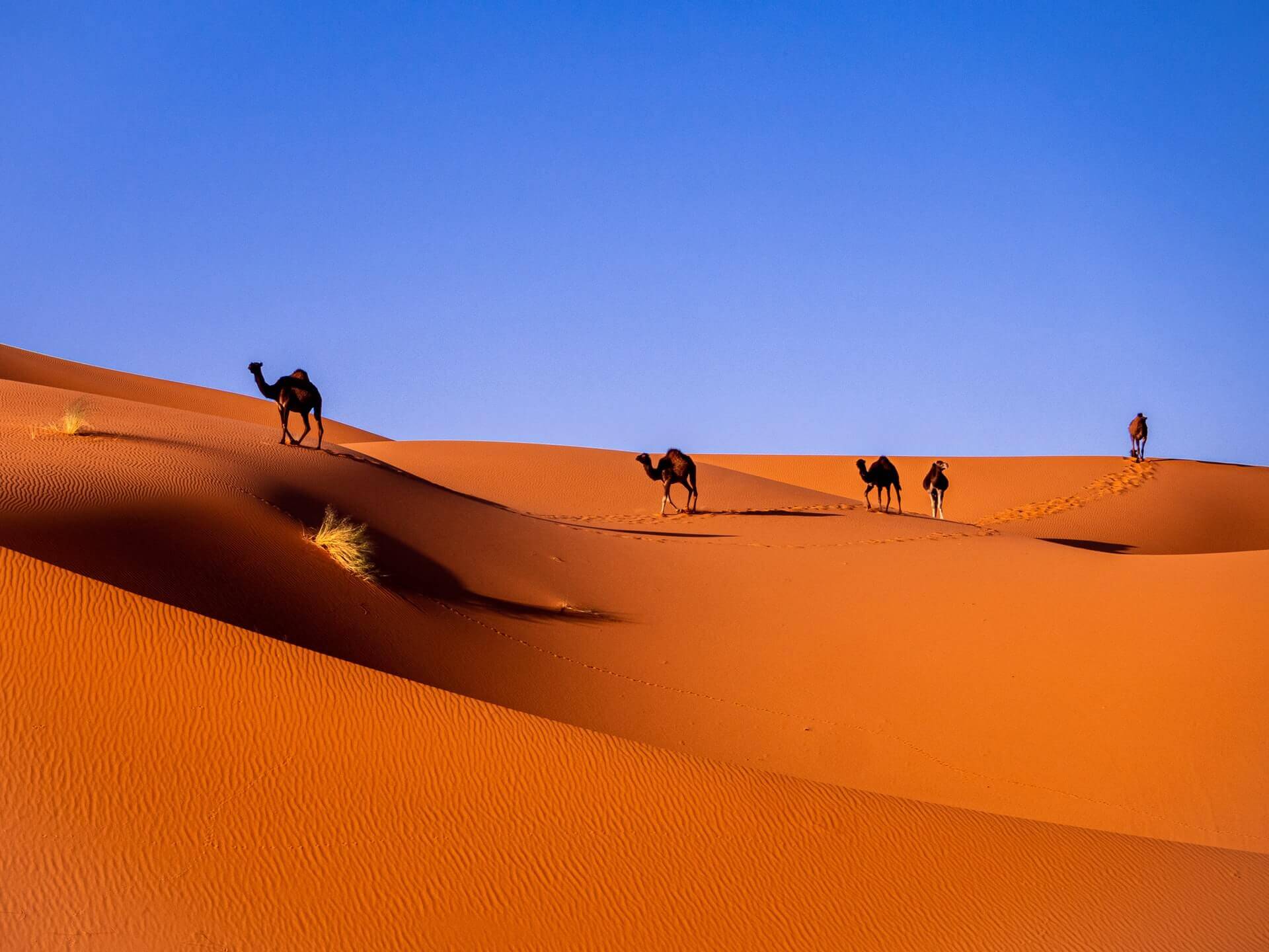 Breathtaking beauty of the Sahara Desert