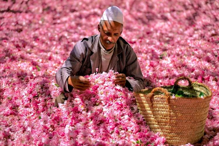 Valley of Roses