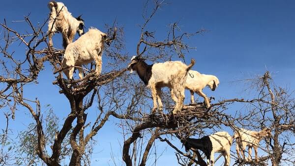 Goats in Argan Tree