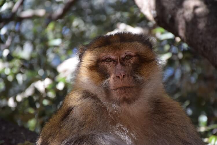 barbary-macaque
