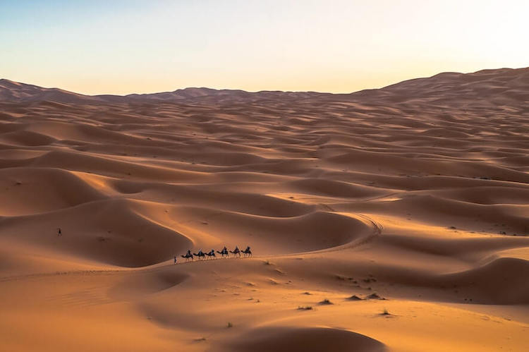 Camel ride in the Sahra desert