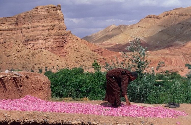 ROSE VALLEY